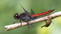 Libellula herculea (Hercules Skimmer) male-3.jpg